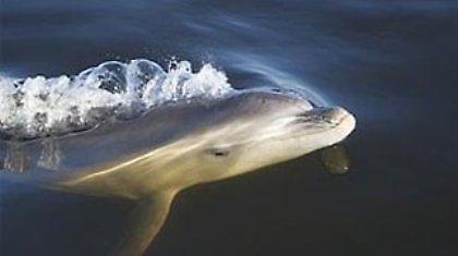 Ανακαλύφθηκε νέο είδος δελφινιού