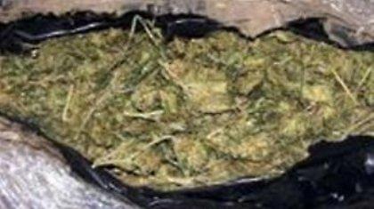 Σπούδαζαν καλλιέργεια κάνναβης!