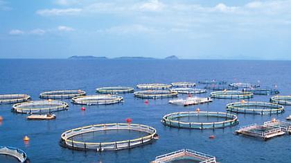Σε οικονομικό αφανισμό οδηγούνται οι ιχθυοκαλλιέργειες