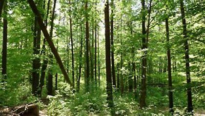 Έφηβος «Μόγλης» στα γερμανικά δάση!