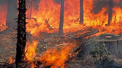 Φωτιά στις Φουρνές Χανίων