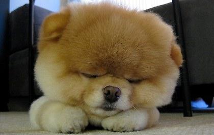 Τον λένε Boo και είναι απίστευτος!