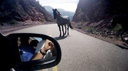 Τροχαίο με άλογο στα Χανιά!