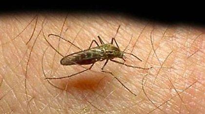 «Ριζώνει» η ελονοσία στη χώρα μας