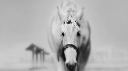 Παγωμένες ζωές