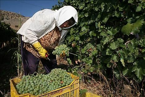Τρύγος: Μια μαγική μυσταγωγία
