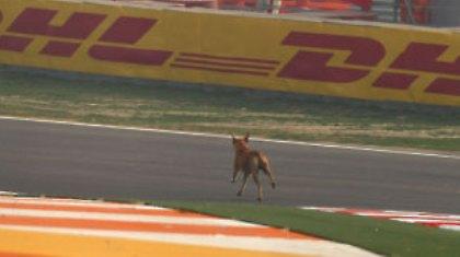 Του ξύπνησε μνήμες ο σκύλος…