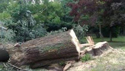 Δέντρο σκότωσε δημοτικό σύμβουλο