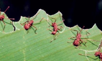 Άνθρωποι – μυρμήγκια με τεράστια ΕΓΩ