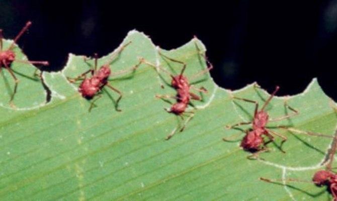 Άνθρωποι – μυρμήγκια με τεράστια ΕΓΩ