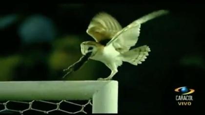 Ανεπανάληπτη σκηνή σε ποδοσφαιρικό αγώνα! (vid)