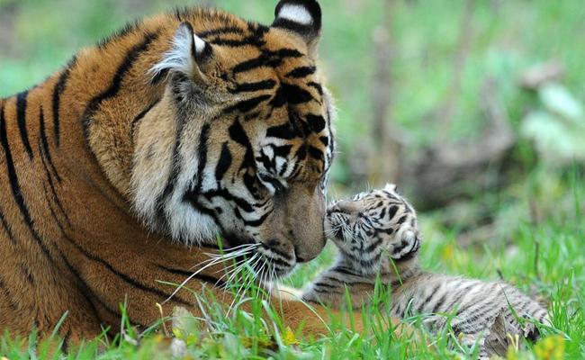 Μια τίγρης και τρία τιγράκια
