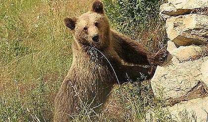 Σκότωσαν και ακρωτηρίασαν αρκούδα στην Καστοριά