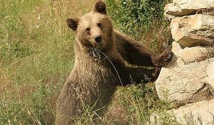 Σκότωσαν και ακρωτηρίασαν αρκούδα στην Καστοριά