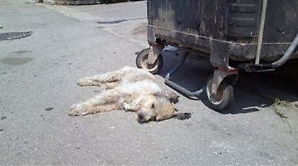 Ασυνείδητοι δηλητηρίασαν 13 σκυλιά και εκτέλεσαν φώκια!