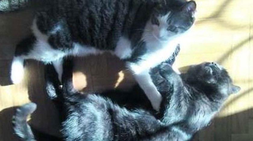 Πολυεκατομμυριούχος… αλανιάρης γάτος!