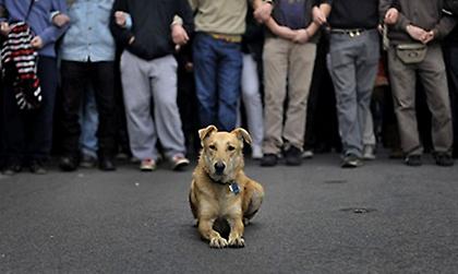 Λουκάνικος: Ο σκύλος της χρονιάς από το Time