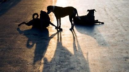 Σκόρπισαν πάλι φόλες στην Φθιώτιδα