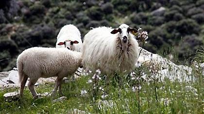 Τον έπιασαν να ταΐζει κλεμμένα πρόβατα!