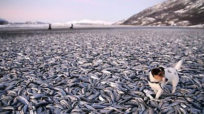 Μυστήριο καλύπτει την αιτία που σκότωσε πάνω από 20 τόνους ψάρια