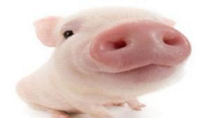 Έστειλαν κεφάλι γουρουνιού στα γραφεία της Σκαβολίνι!