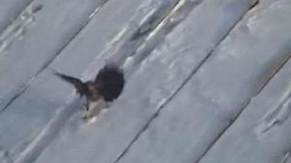 Το πουλί που κάνει σκι… (video)