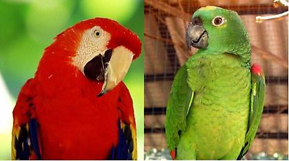 Nα κάνω κι εγώ το κόκκινο και το πράσινο παπαγαλάκι…