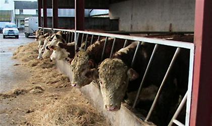 Έβαλαν το «χαράτσι» ακόμη και σε στάβλους