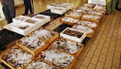 Ψάρια 83 κιλών κατασχέθηκαν στην ιχθυόσκαλα Νέας Μηχανιώνας