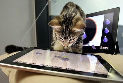 Το iPad… φροντίζει τις γάτες σας!