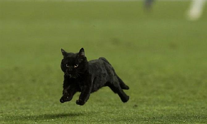 Μία μαύρη γάτα στο Καμπ Νου!