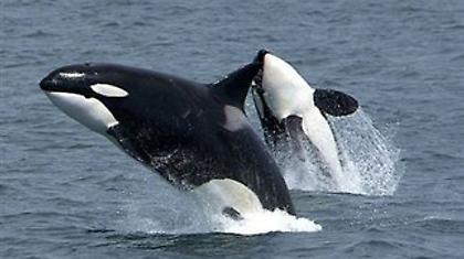 Φάλαινες υπέβαλαν... μήνυση