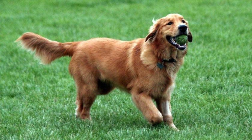 Πόσα μπαλάκια χωράνε; (video)