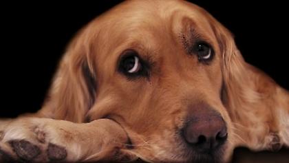 «Δεν μπορώ να το ταΐζω πια- Είμαι άνεργος 6 μήνες»