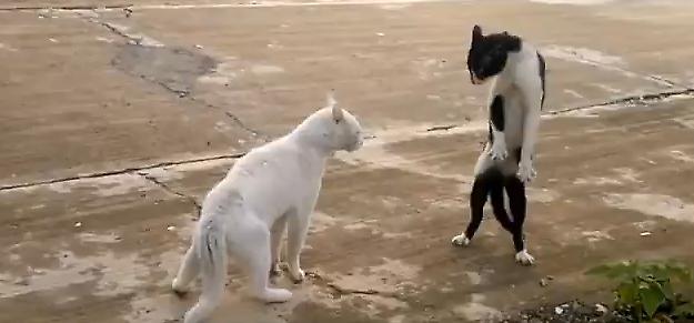 Γάτες-νίντζα. Ζουν ανάμεσα μας (video)