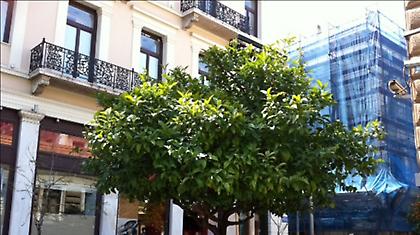 «Διαμάχη» και για τα... νεράντζια