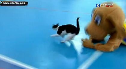 Αγρίεψε η μασκότ της Μακάμπι (video)