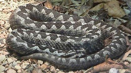 Φίδι έκανε… βόλτες σε ρετιρέ της Λαμίας