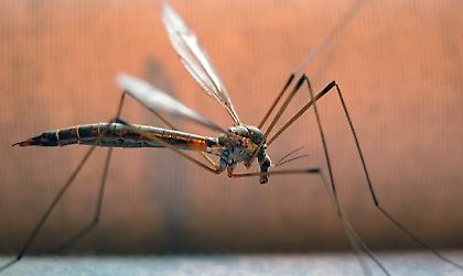 Όλα τα είχε η Ελλάδα, η ελονοσία της έλειπε