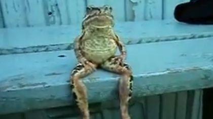 Βάτραχος «την είδε» άνθρωπος! (video)