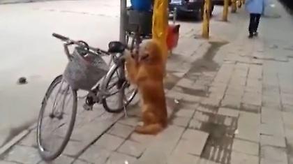 Τι δουλειά έχει το σκυλί με το ποδήλατο; (vid)