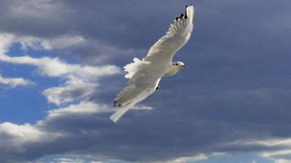 Ζητείται ελπίς