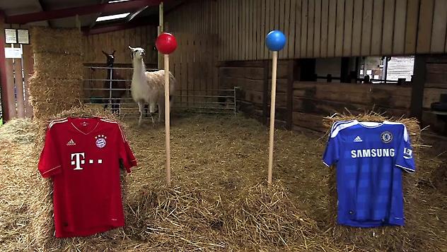 Το λάμα έδειξε… Τσέλσι (video)