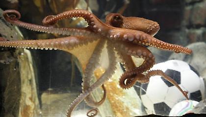 Ο Πολ έγινε… γουρούνι