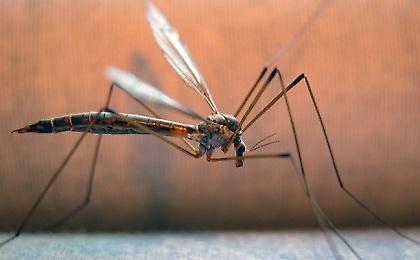 «Συναγερμός» στα Χανιά για τον ιό του Δυτικού Νείλου