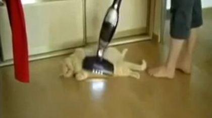 Γατούλης με… περίεργα γούστα