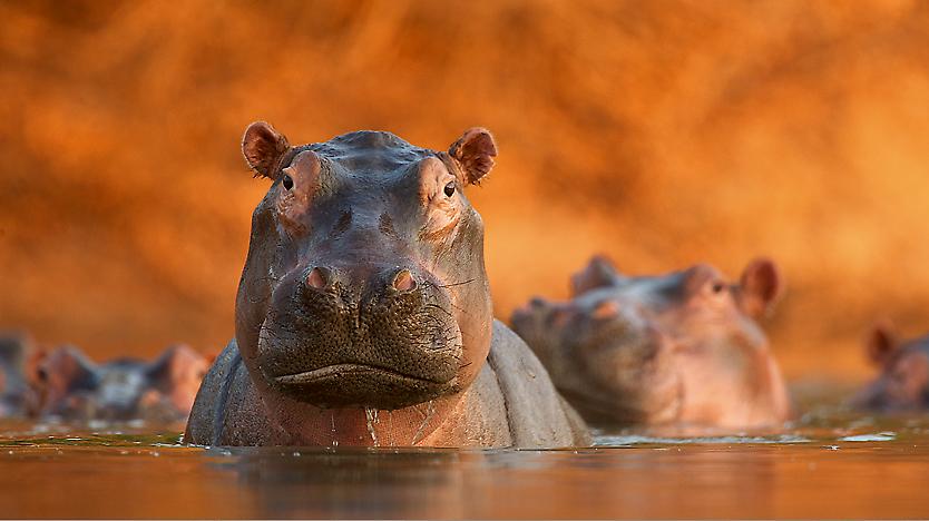 Wildlife Photographer of the Year: Ένα φωτογραφικό ταξίδι στην άγρια φύση