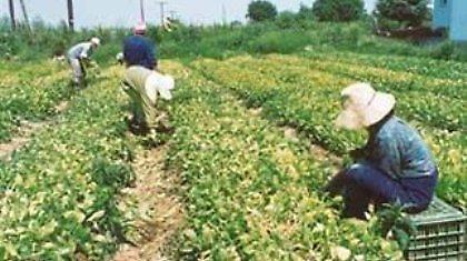 Περίπου 25 εκατ. θα καταβληθούν σε καπνοπαραγωγούς