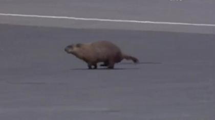 Πού πας κάστορα; Έχει Φόρμουλα!