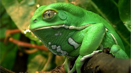 «Χυμός βατράχου» το μοντέρνο ντόπινγκ!